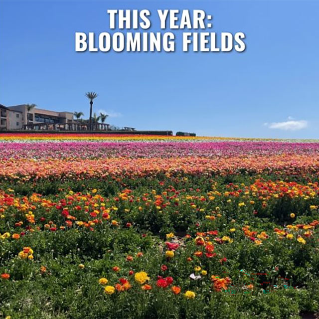 Protecting the Roots of Success: How TriCal Inc. Helps Keep the Carlsbad Flower Fields Blooming