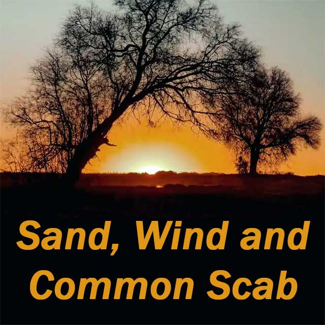Sand, Wind and Common Scab: Lessons Learned From South Africa