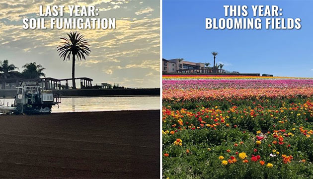 Protecting the Roots of Success: How TriCal Inc. Helps Keep the Carlsbad Flower Fields Blooming