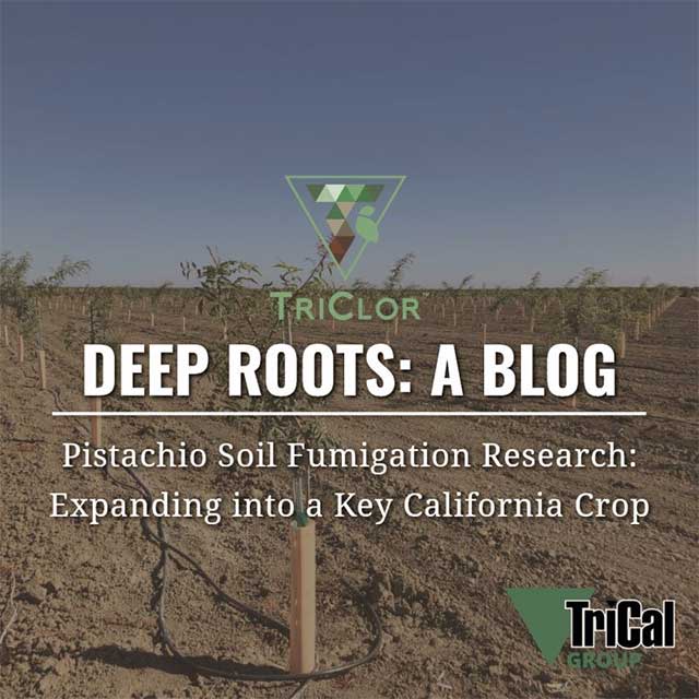Pistachio Soil Fumigation Research: Expanding into a Key California Crop