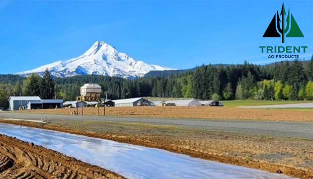 Soil Fumigation in Action