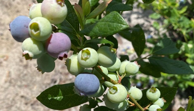 Enhance Your Blueberry Fields