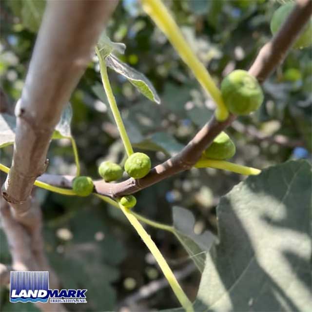 Young Figs are thriving with Landmark Irrigation