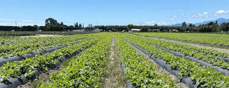 Melon Planting Begins