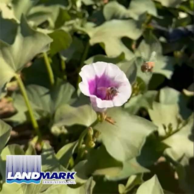 From Field to Flower, Thriving Crops tell the Story.