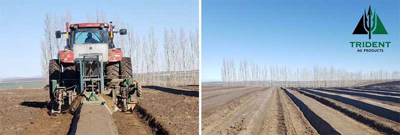 Soil Health Prepares Blueberries for a Healthy Success