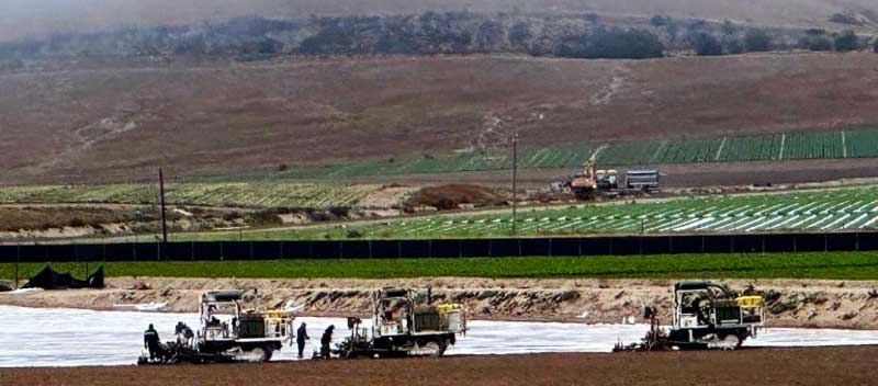 Foggy Morning Strawberries