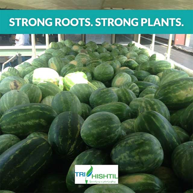 Tri-Hishtil Provides Premium Grafted Watermelon Plants