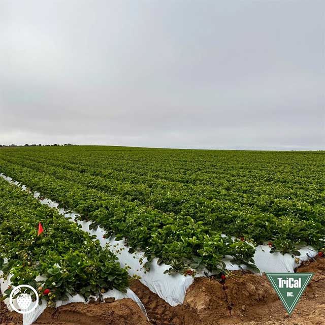 Thriving Strawberry bed in Santa Maria