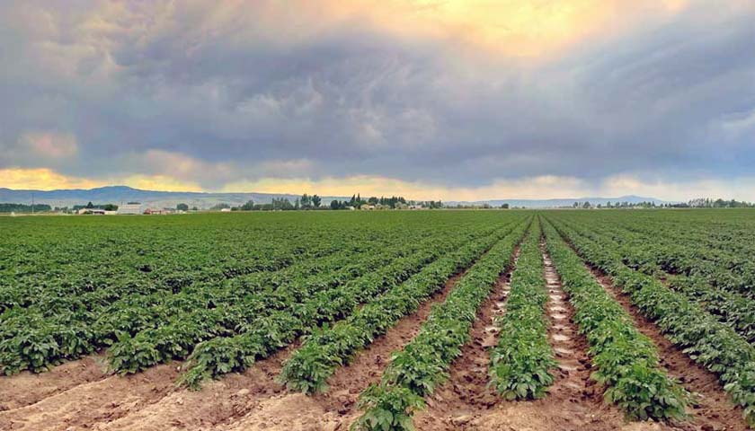 New Technology Provides First-Ever Snapshot of Fumigants’ Impact on Soil Health