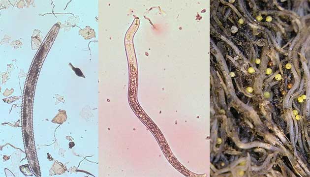 TELONE&trade; Stewardship Tip Sheet: Effective Nematode Soil Sampling