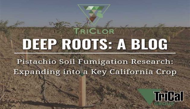 Pistachio Soil Fumigation Research: Expanding into a Key California Crop
