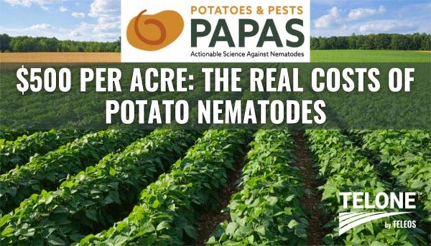 $500 per Acre: The Real Cost of Potato Nematodes
