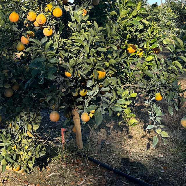 Micro-Sprinkler vs Drip Irrigation in Orchards: Choosing the Right System
