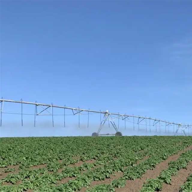 Potato Farming Isn’t About Inputs. It’s About Energy.