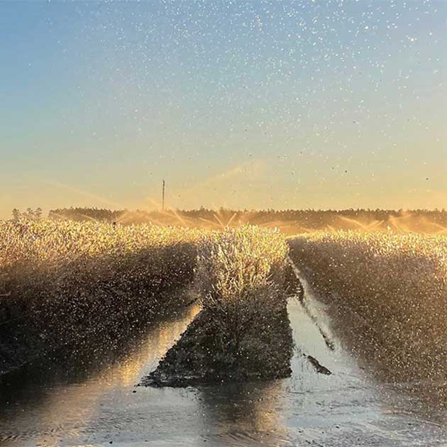 Protect Your Crop Before Temperatures Drop: Planning a Frost Protection System