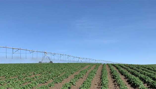 Potato Farming Isn’t About Inputs. It’s About Energy.
