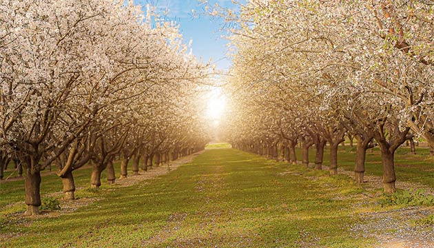 Why Pre-Plant Decisions Determine Long-Term Orchard Success