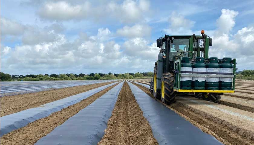 NZ Trial Update - Clubroot in a Broccoli