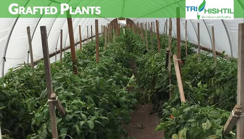Grafted tomato plants from Tri-Hishtil