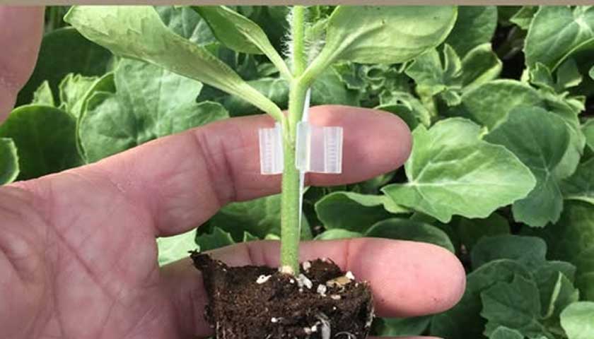 Elevating Fruit Quality, One Plant at a Time