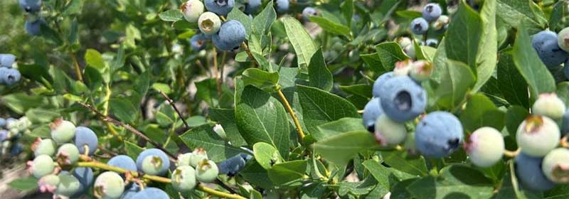 Georgia Blueberries are Hitting the Market Soon!