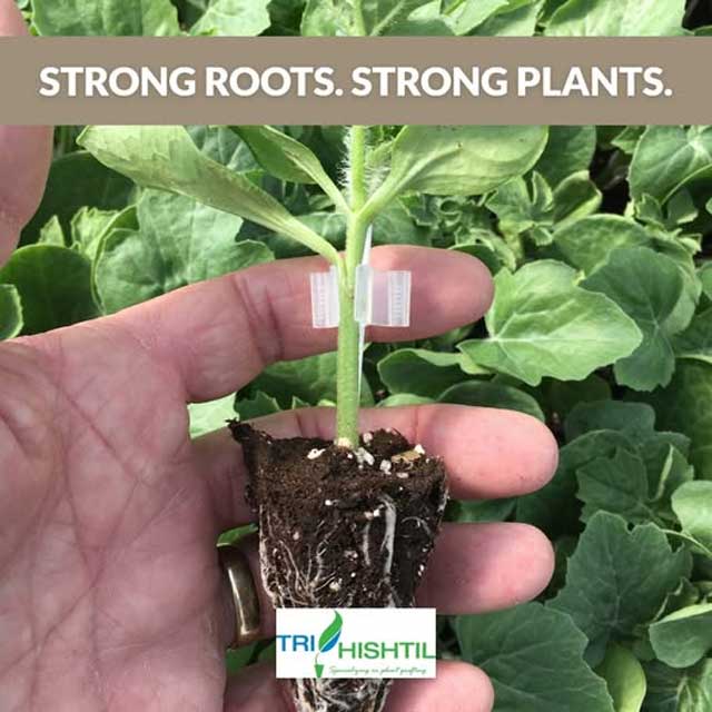 Elevating Fruit Quality, One Plant at a Time