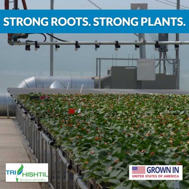 Tri-Hishtil Grafted Strawberries