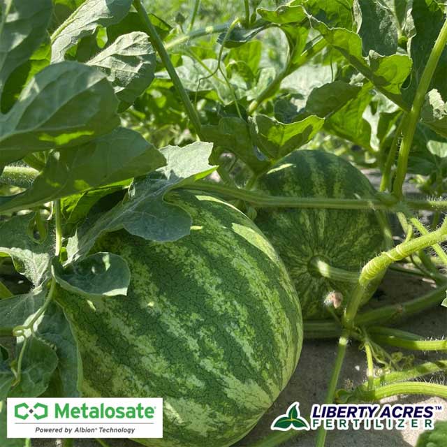 Kick-Start Watermelon using Metalosate
