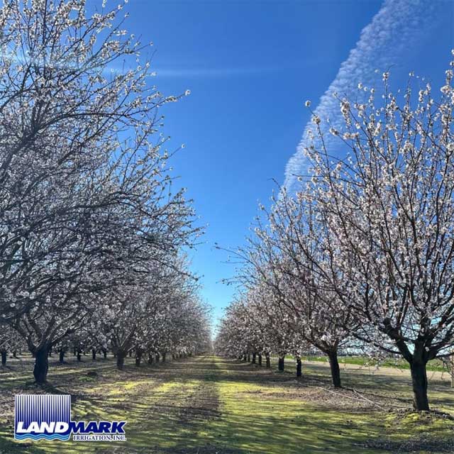 Efficient Irrigation is Crucial in Almond Orchards.