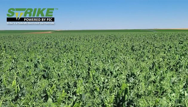 This lush field of peas Benefits from Strike™