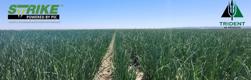 Onions with Strike™ are Looking Strong!