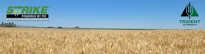 Year 2 of Trial Exploring Strike in Wheat