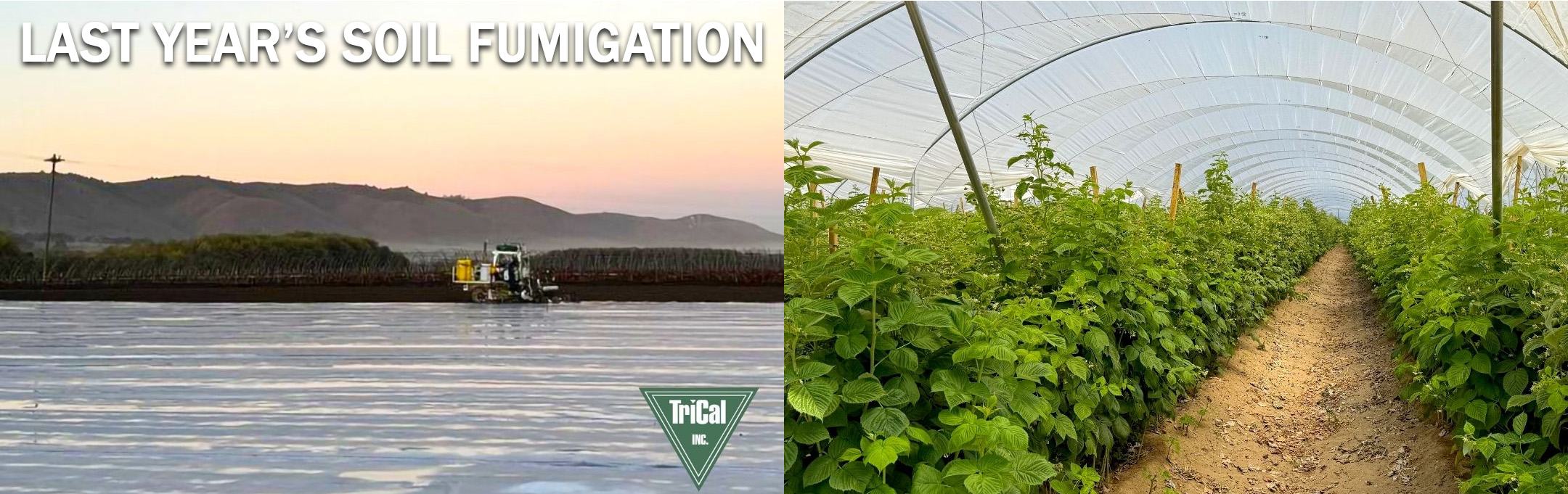 Thriving Raspberry Field in Los Alamos
