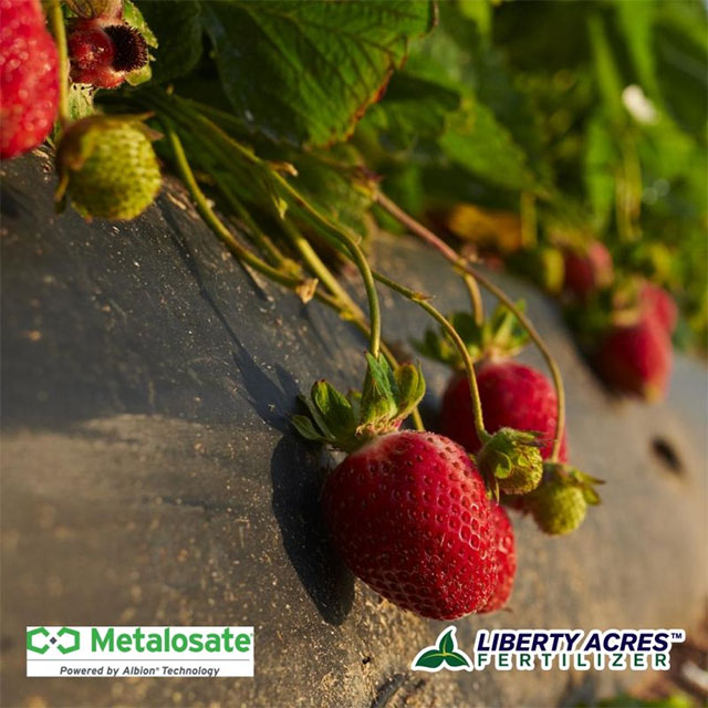 Improving Strawberry Yields with Metalosate®