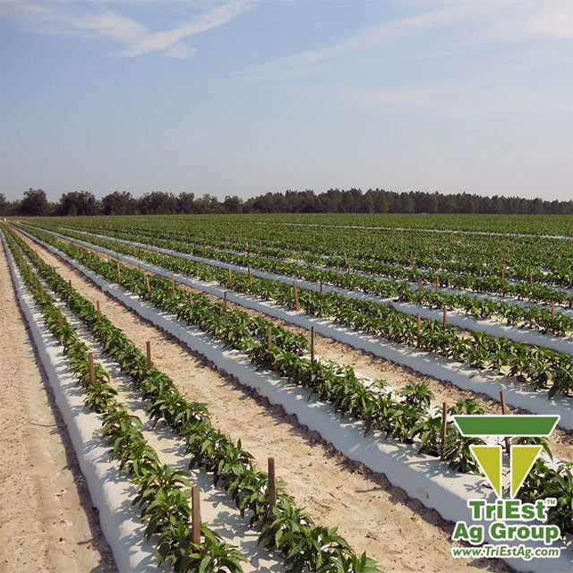 TriEst Talks Soil Health