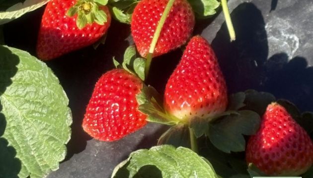 Fresh, Juicy Florida Strawberries are Coming