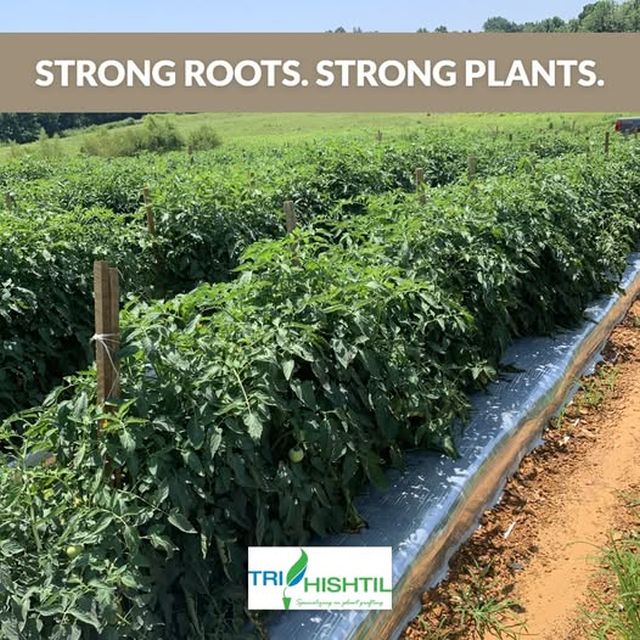 Grafted Tomato Plants are an Ideal Solution