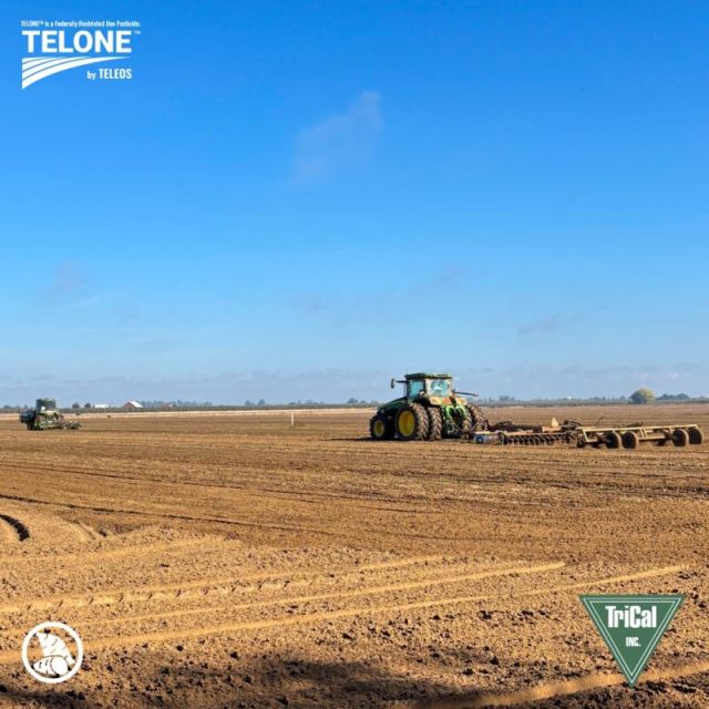 SweetPotato field in Atwater, CA