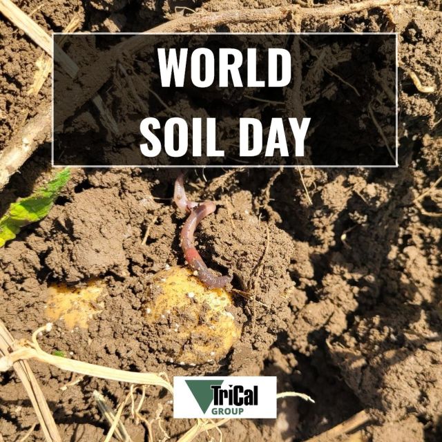 TriCal Group Celebrates World Soil Day