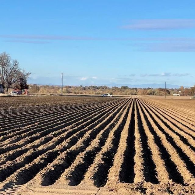 Idaho Sugar Beet Trial is Underway