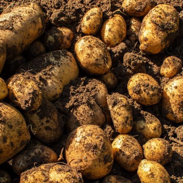 Big conversation in Potato is coming December 5th