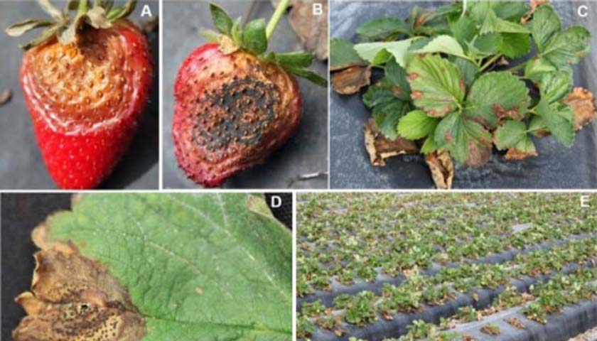 NC State Extension released its Strategic Plan for Strawberry