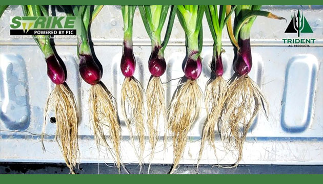 Got Roots? 