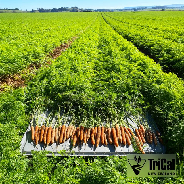 Carrot Fields in New Zealand with Tri-Form 60