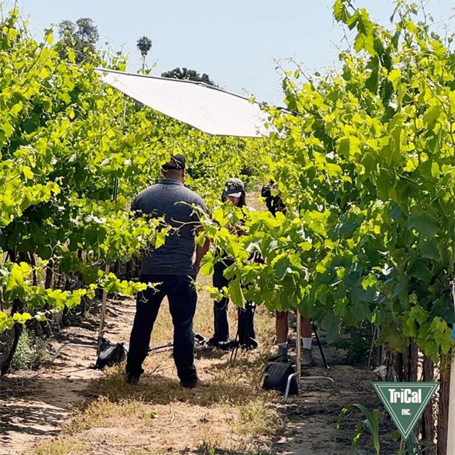 Trical is Giving you a Sneak Peek.