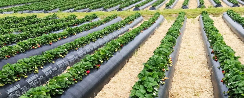 Successful Strawberry Cultivation with TriCal NZ
