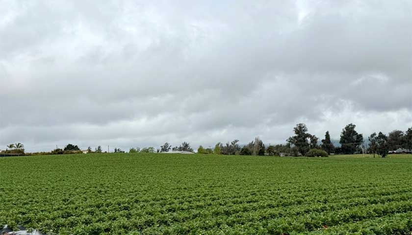 California Strawberry Fields Approaching Harvest