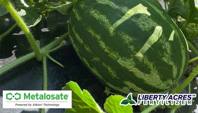 Balchem's Metalosate Foliar Nutrition Greens Watermellons