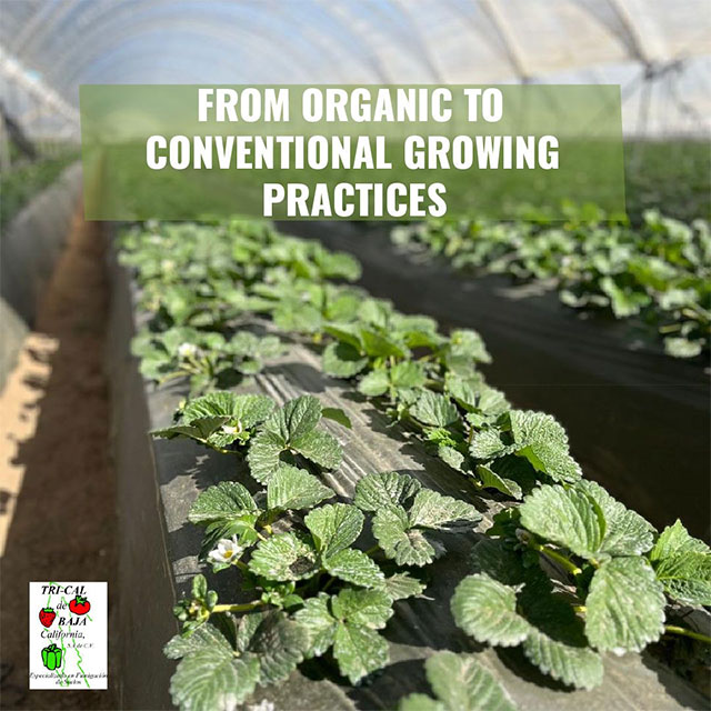 Baja California Adapt to Changing Production Practices